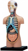 Photos - 3D Puzzle 4D Master Human Torso Anatomy Model 26051 