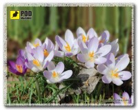 Photos - Mouse Pad Pod myshku Vesna Krokusi 